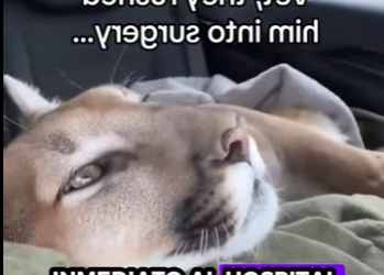 A1011009 Rescata al puma (Parte 2)