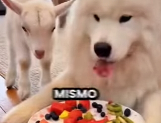 L0512013 El perro se negó a dejarla en el barro (Parte 2)