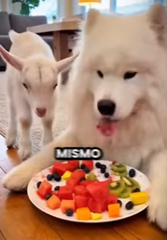 L0512013 El perro se negó a dejarla en el barro (Parte 2)