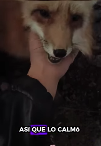 A1011007 Rescata al zorro (Parte 2)