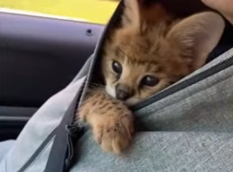 A1011006 servales de rescate (Parte 2)