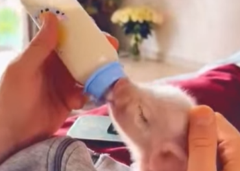 A1011004 Rescatar los lechones (Parte 2)