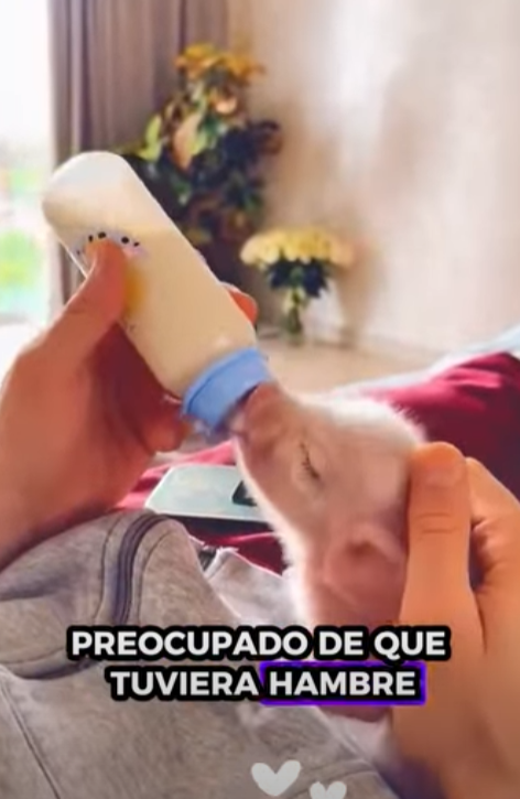 A1011004 Rescatar los lechones (Parte 2)