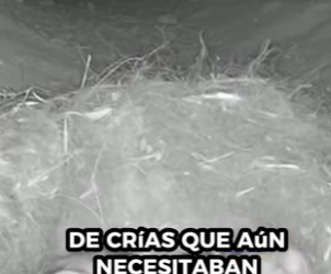 A1011008 Conejo rescatado (Parte 2)