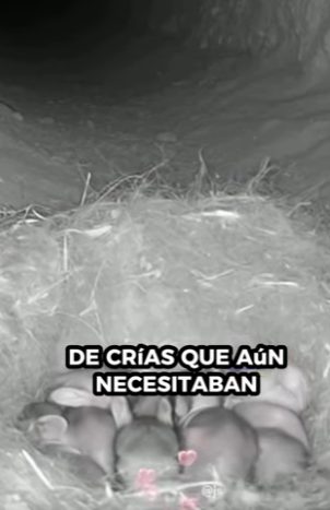 A1011008 Conejo rescatado (Parte 2)