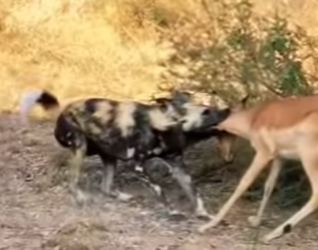 N0901012 Perro salvajes vs Bufalo! (Parte 2)