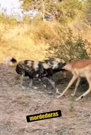 N0901012 Perro salvajes vs Bufalo! (Parte 2)