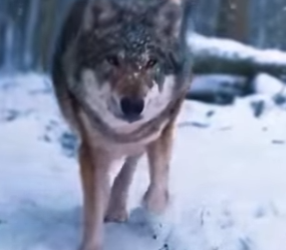 N0901010 American Bully vs Lobo Gris! (Parte 2)