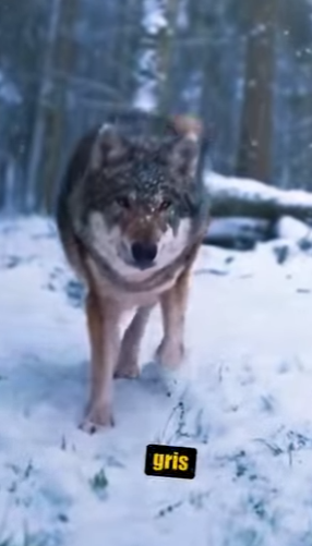 N0901010 American Bully vs Lobo Gris! (Parte 2)