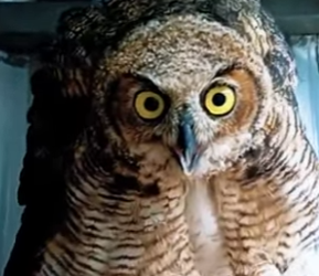 N0901020 Búho vs Cernicalo! (Parte 2)