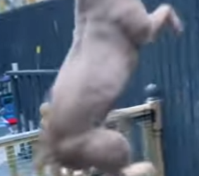 N0901013 Pitbull vs Dragon de Komodo! (Parte 2)