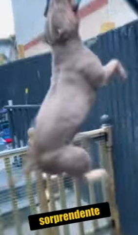 N0901013 Pitbull vs Dragon de Komodo! (Parte 2)