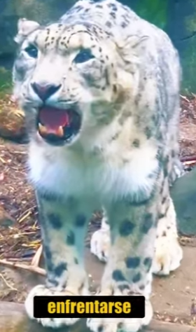 N0901021 Leopardo de las Nieves es atacado por Mastines Tibetanos! (Part 2)