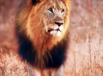 N0901017 Leon vs Tigre de Bengala! (Parte 2)