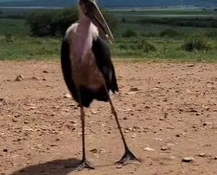 N0901014 Aguila Pescadora vs Marabou Stork! (Parte 2)