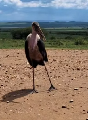 N0901014 Aguila Pescadora vs Marabou Stork! (Parte 2)