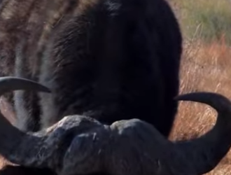 N0901011 Leon vs Bufalo! (Parte 2)