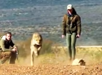 N0901008 Guepardos vs Topi! (Parte 2)