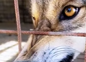 N0901015 Lobos intentan cazar Caballo! (Parte 2)