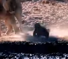 N0901018 Tejon de la Miel vs Manada de Hienas! (Parte 2)