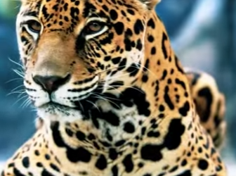 N0901019 Jaguar intenta Cazar perro! (Parte 2)