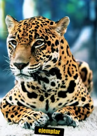 N0901019 Jaguar intenta Cazar perro! (Parte 2)