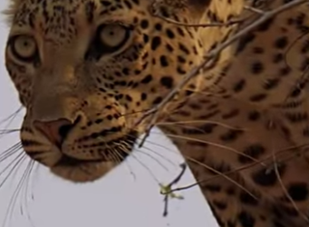 N0901009 Leopardo Intenta Cazar Perro! (Parte 2)