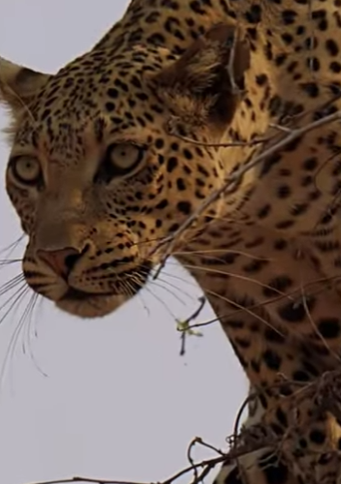 N0901009 Leopardo Intenta Cazar Perro! (Parte 2)