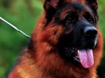 N0901016 Pastor Aleman vs Rottweiler! (Parte 2)