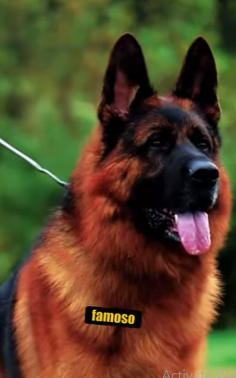 N0901016 Pastor Aleman vs Rottweiler! (Parte 2)