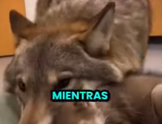 L0512006 Lo que esta loba dejó a mis pies te dejará sin palabras (Parte 2)