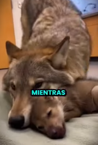 L0512006 Lo que esta loba dejó a mis pies te dejará sin palabras (Parte 2)