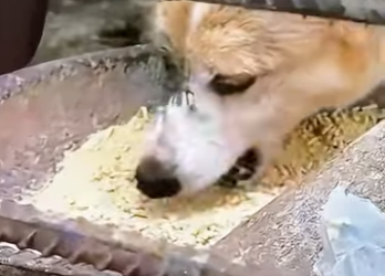 S0801009 Gentle care saves lives (Part 2)