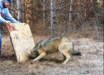 Two powerful returns to freedom timber wolf bobcat released (Part 2)