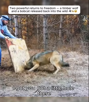 Two powerful returns to freedom timber wolf bobcat released (Part 2)
