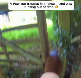 I0901013 deer got trapped in fence was running out of time (Part 2)