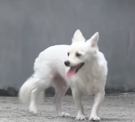 B0901012 Dog Who Waited Until End (Part 2)