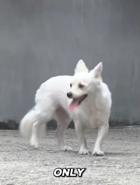 B0901012 Dog Who Waited Until End (Part 2)