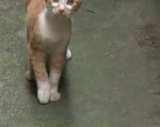 B0901003 He Meowed All Night Long (Part 2)