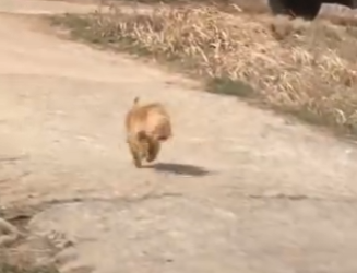 B0901018 Loyal Dog Waits Days (Part 2)