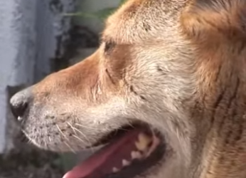 B0901007 Faithful Dog, Empty Home (Part 2)