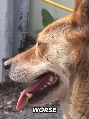 B0901007 Faithful Dog, Empty Home (Part 2)