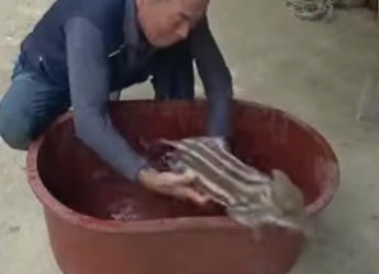 B0901010 Wild Boar or Guardian Angel (Part 2)