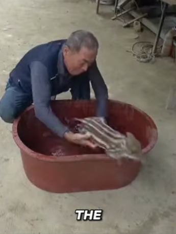 B0901010 Wild Boar or Guardian Angel (Part 2)