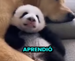 L0512002 ¡Nunca juntes a un Perro con un PANDA! (Parte 2)