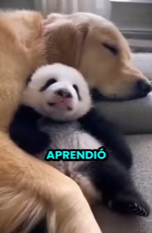L0512002 ¡Nunca juntes a un Perro con un PANDA! (Parte 2)