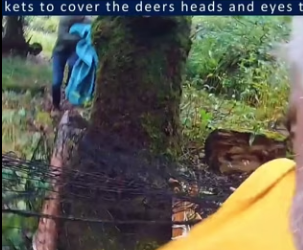 I0901017 Two powerful bucks, trapped together in High Hurst Wood will they (Part 2)