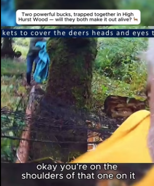 I0901017 Two powerful bucks, trapped together in High Hurst Wood will they (Part 2)