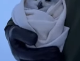 R1201003 Rescate del búho nival (Part 2)