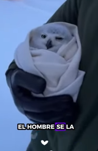 R1201003 Rescate del búho nival (Part 2)